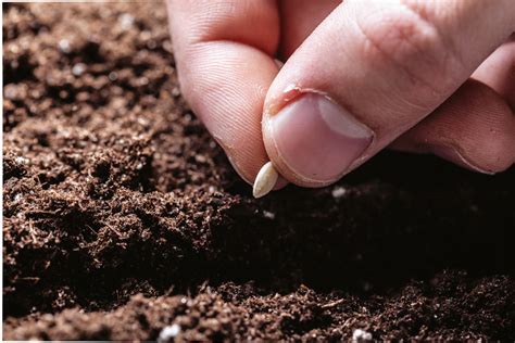 Come piantare un seme dell'ippocastano